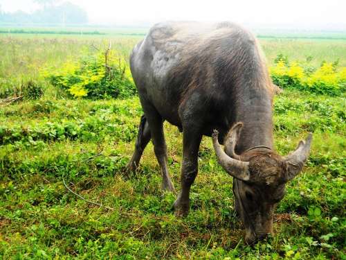 Buffalo Eating Grass Green