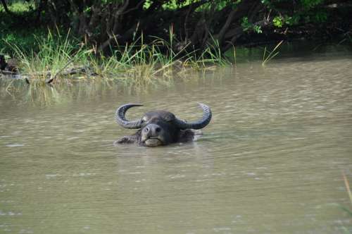 Buffalo Water Bath Cool Animal Mammal Sri Lanka