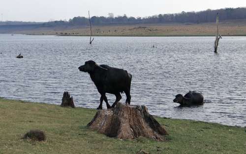 Buffaloes Buffalo Bovine Animal Milch Cattle Lake