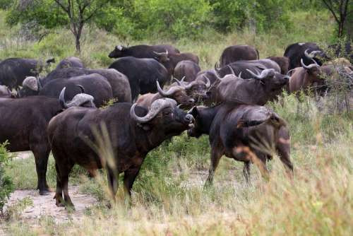 Buffalos Herd Kruger National Park Cape Buffalo