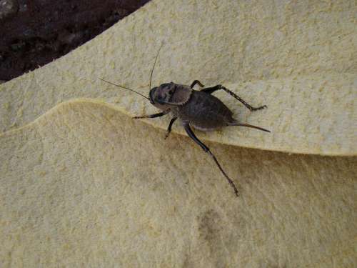 Bug Herbal Graphosoma Insect Macro