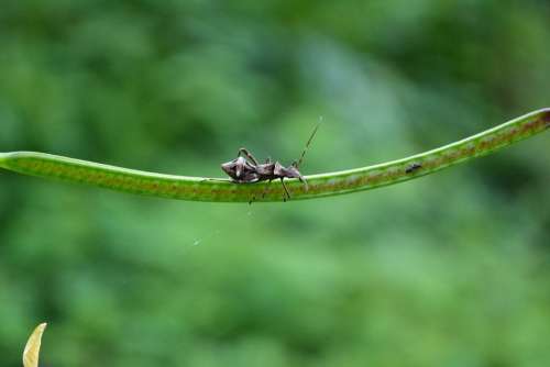 Bug Beetle Wild Nature Animal Live Fresh Ant