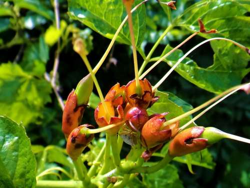 Bug Nature Leaves Natural Close-Up Flower Plant