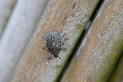 Bug Insect Beetle Macro Close Up Crawl