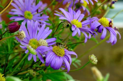 Bug Nature Flower Purple