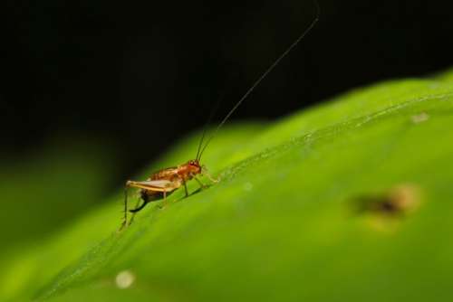 Bug Cricket Leaf Insect Nature Macro Wildlife