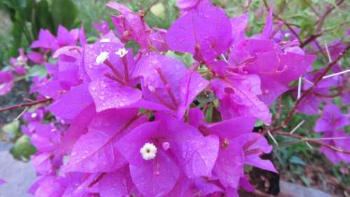 Buganvilla Flowers Magenta