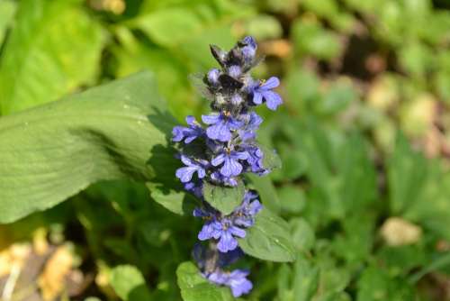 Bugle Wild Flower Blue Close-Up Nature
