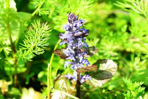 Bugle Ajuga Reptans Blue Flower Wild Perennial