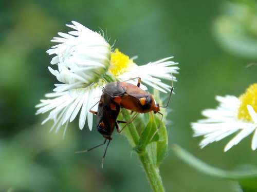 Bugs Pairing Daisy Meadow Animals Flowers Insect