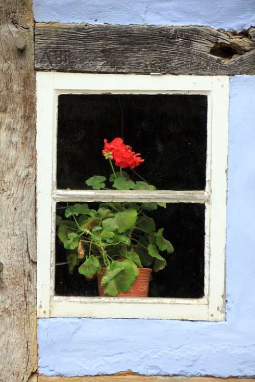 Building Truss House Window Flower Blossom Bloom