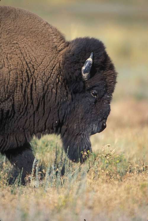 Bull Half Front Profile Buffalo Bison Animals