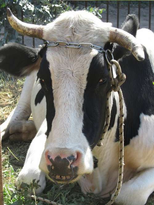 Bull Horns Domestic Cattle Beef Ruminant