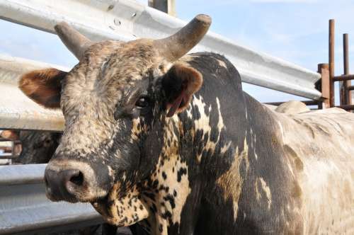 Bull Rodeo Bovine Cow Animal Western Ranch