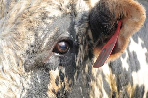 Bull Rodeo Bull'S Eye Bovine Cow Animal Western