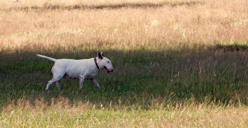 Bull Terrier Dog Terrier White English Bull Terrier