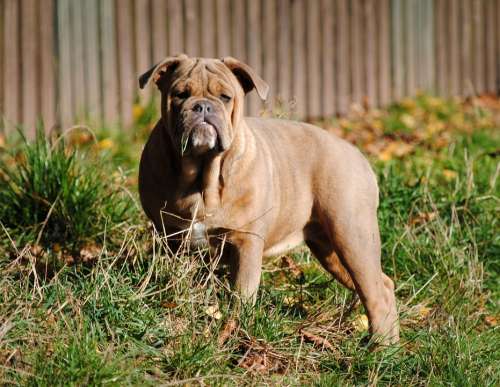 Bulldog Dog Canine Pet Animal Breed Pets