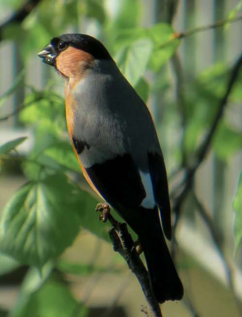 Bullfinch Bird Animal