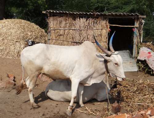 Bullock Ox Khilari Breed Draught Animal Karnataka