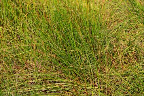 Bulrush Clubrush Cyperaceae Grass Green Maritimus
