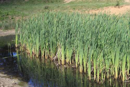 Bulrushes Green Invasive Lake Latifolia Pond