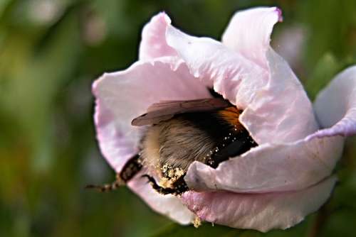 Bumble-Bee Flower Pollen Hibiscus Insect Macro