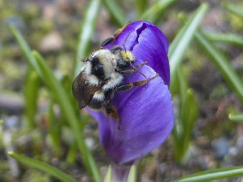 Bumble Bee Purple Crocus Blossom Flower Nature