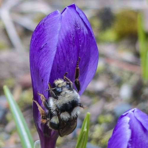 Bumble Bee Purple Crocus Blossom Flower Nature