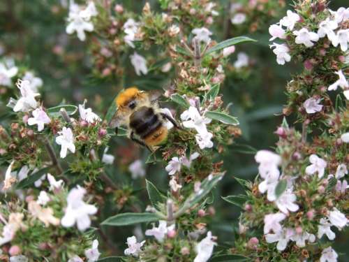 Bumble-Bee Savory Herb Spices Plant Insect