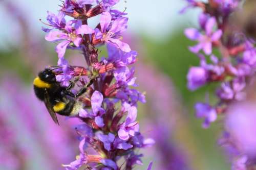 Bumblebee Bumble Bee Bumble Bee Purple Flower