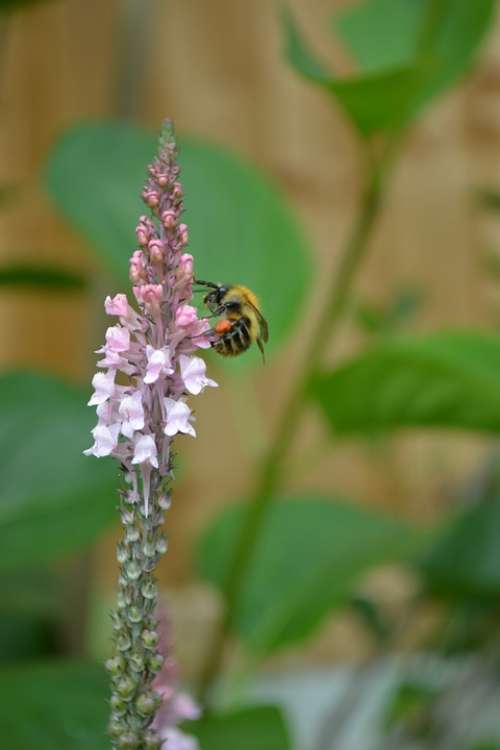Bumblebee Drinking Nectar Pale-Pink Loosestrife