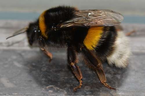 Bumblebee Bug Animal