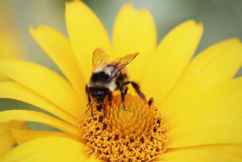 Bumblebee Pollen Flower Collecting Yellow Insect