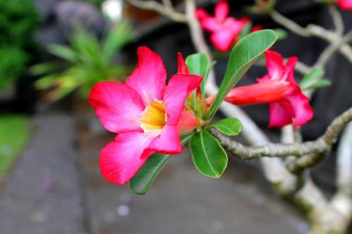 Bunga Merah Muda Indonesia Flower Flora Beautiful