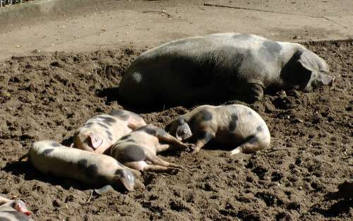 Bunte Bentheimer Pigs Sow Pigs Piglet Sleep