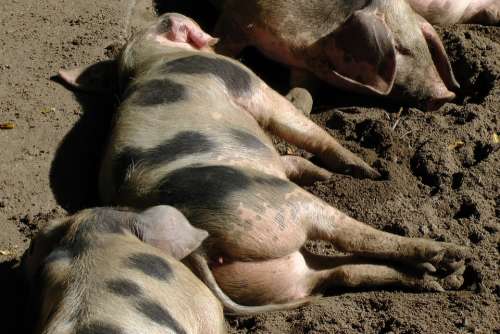 Bunte Bentheimer Pigs Sow Pigs Sleep Relaxed