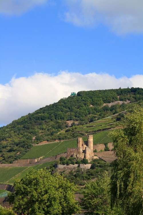 Burg Ehrenfels Vineyard Castle-Bingen Landscape