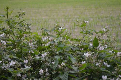 Burr Blackberry Blossom Blossom Bloom Pasture Berm
