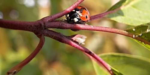 Bush Foliage Ladybug Macro