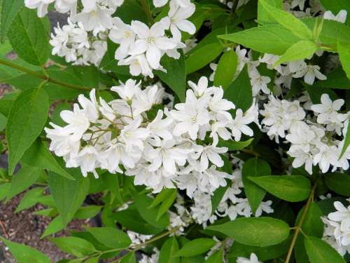 Bush White Blossom Bloom