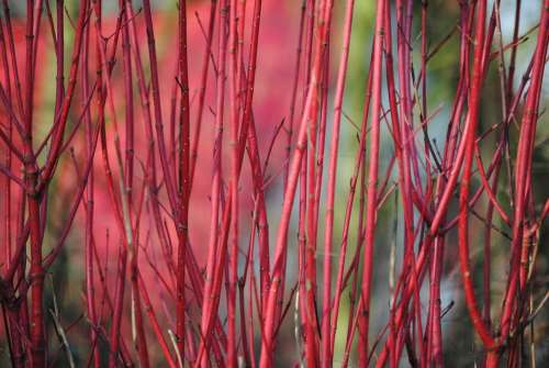 Bush Autumn Nature Plant Shrubs Red