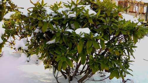 Bush Winter Icy Snow Cold Green Nature Plant