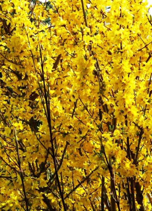 Bush Forsythia Flowers Yellow Bright Spring
