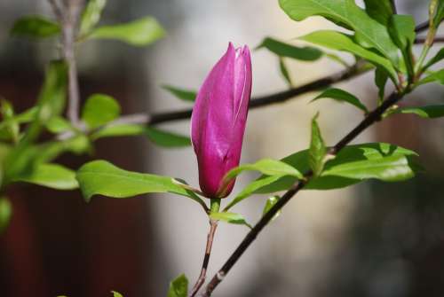 Bush Flower Tulip Tree Magnolia Spring Nature