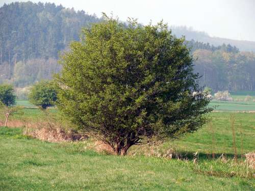 Bush Tree Meadow Nature Landscape