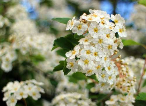 Bush Spiere Blossom Bloom Flowers Bloom White