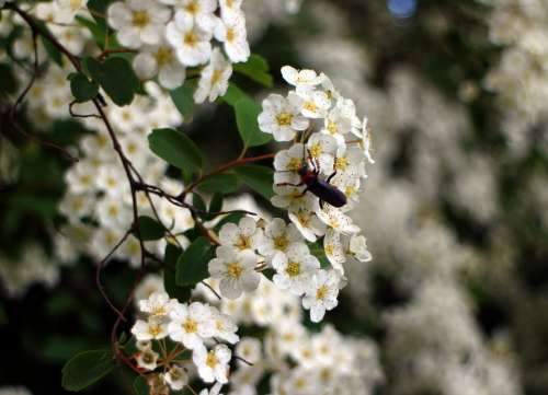 Bush Spiere Blossom Bloom Flowers Bloom White