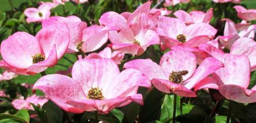 Bush Flowers Pink Garden Bloom Summer