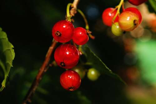 Bush Currants Fruit Vitamins Sour Red Food