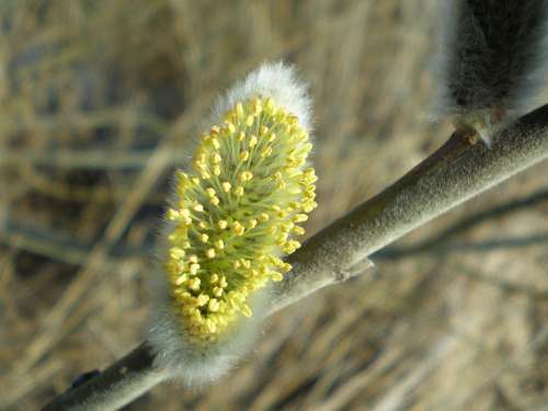 Bush Pasture Blossom Bloom Kitten Close Up Spring